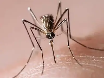 Brasil supera a marca de 1 milhão de casos de dengue em 2024