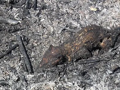 Animais são queimados em meio ao cenário de incêndio no Pantanal sul-mato-grossense