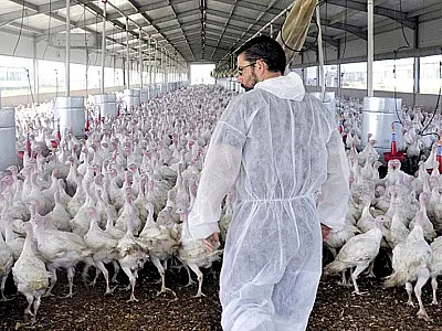 Gripe Aviária: MS declara Estado de Emergência e adota medidas para proteger o setor Avícola
