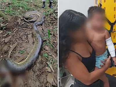 Criança de 2 anos escapa de ataque de sucuri de 6 metros em Goiás