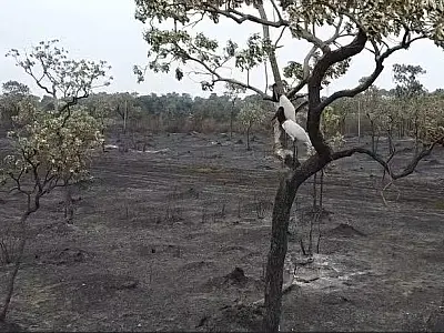 Casal de tuiuiús busca abrigo em árvore no meio de área devastada pelo fogo no Pantanal

