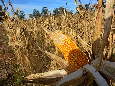 Mato Grosso do Sul: De exportador a comprador de milho em meio a quebra de safra