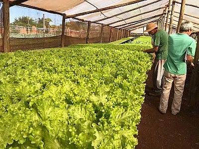 Chapadão do Sul: Prefeitura oferece suporte técnico e consultoria para pequenos produtores