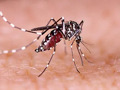 Levantamento aponta alto risco de infestação de Aedes aegypti em seis cidades de MS