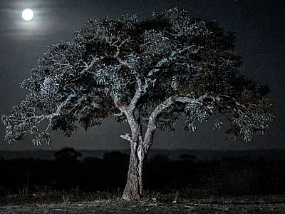 Cientistas descobrem que árvores "dormem" à noite e relaxam galhos durante a madrugada