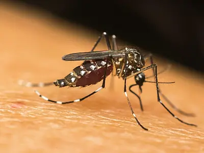 MS registra primeira morte por chikungunya em 2026 e acende alerta na saúde