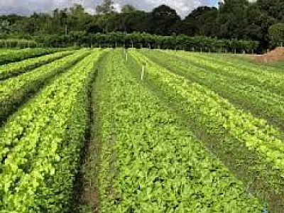 Nova lei regula uso de bioinsumos na agropecuária para produção sustentável