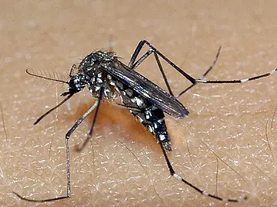 Com números alarmantes, MS intensifica esforços para conter a proliferação do Aedes aegypti
