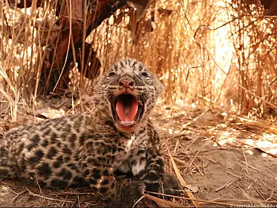 Biofaces: As 10 melhores fotos da fauna global em 2023