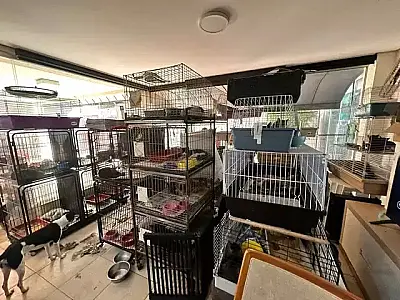 Protetora de animais é presa após mais de 500 animais serem encontrados em situação precária em ONG