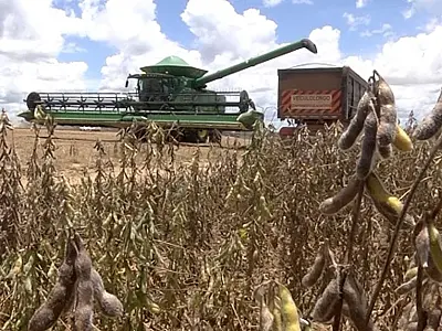 El Niño pode reduzir a produção de soja em Mato Grosso do Sul