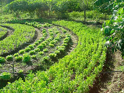 MS desenvolve projeto para pequenos produtores no mercado de crédito de carbono