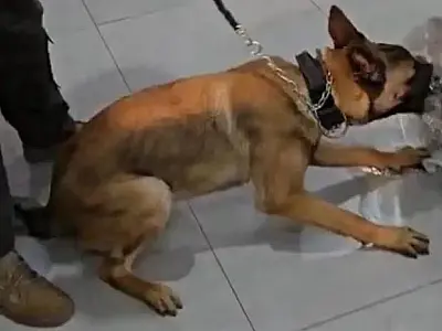K9-Colt, cão farejador, ajuda a Denar a apreender 176 kg de maconha em Campo Grande