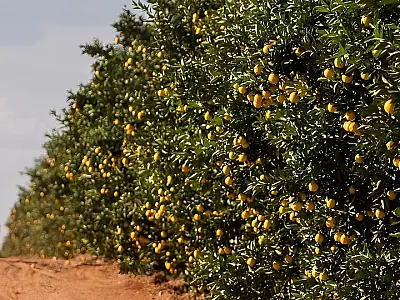 Governo de Mato Grosso do Sul atrai investimentos na citricultura com política de diversificação