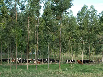 Acordo com setor agropecuário enfatiza regulamentação do mercado de carbono no Brasil