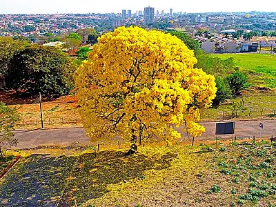 Frente fria e chegada da primavera trazem mudanças climáticas para MS