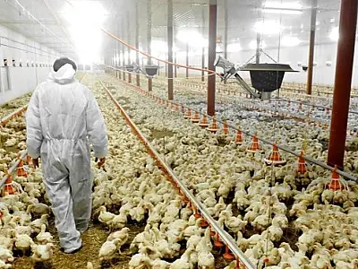 Japão suspende temporariamente importações de produtos de aves de Mato Grosso do Sul