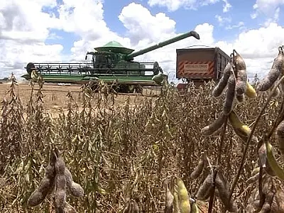 Produtores de soja de Mato Grosso do Sul enfrentam desafios com custos altos e estiagem