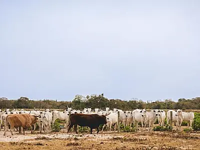 Pecuaristas do Pantanal apostam em inovação para sustentabilidade