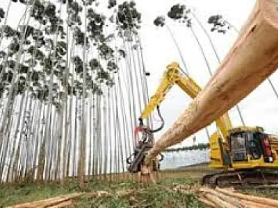 Celulose e carne bovina impulsionam balança comercial de Mato Grosso do Sul