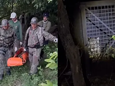 Polícia captura onça que predava animais domésticos em Corumbá; veja vídeo