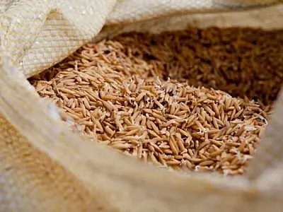 Brasil adquire 263 mil toneladas de arroz importado em leilão bem-sucedido