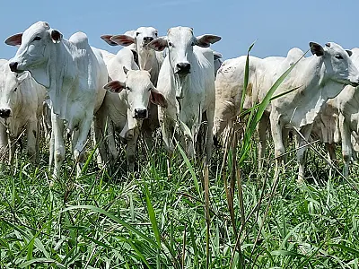 Seca impacta preços da arroba do boi em Mato Grosso do Sul