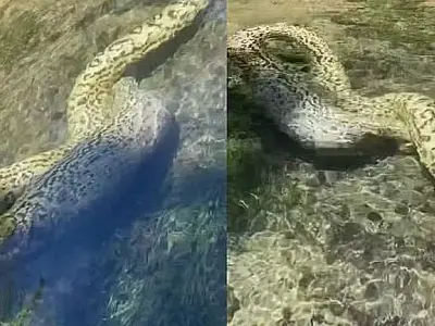 Momento raro: Imagens impressionantes mostram sucuri engolindo capivara em rio de MS