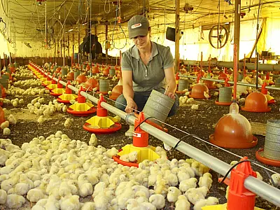 Programa Frango Vida impulsiona avicultura e estimula criação de escola avícola em MS