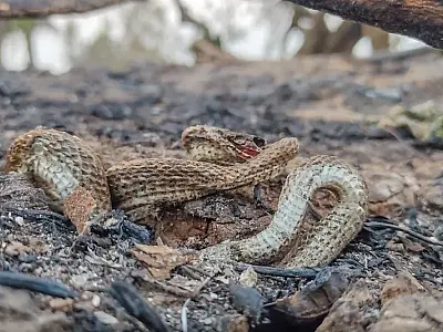 Pantanal combate incêndios intensos e vê céu tomado pela fumaça