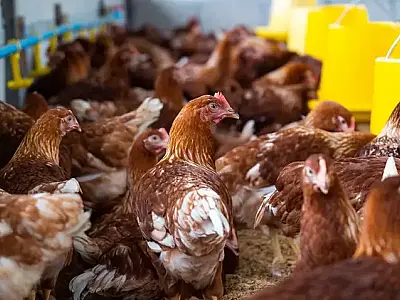 Gripe aviária: 16 países suspendem restrição à carne brasileira 
