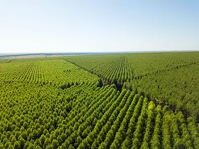 Expansão Verde: Mato Grosso do Sul pode receber nova planta de celulose