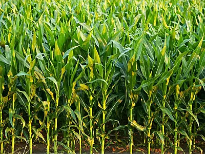Milho safrinha em Mato Grosso do Sul atinge produtividade de 90 sacas por hectare