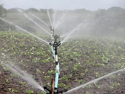 Suinocultura, avicultura e irrigação recebem aportes expressivos para impulsionar a economia de MS