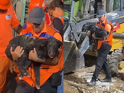 Soterrado por 35 horas, cachorro é resgatado com vida em Olinda