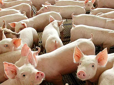 Expansão da suinocultura em Mato Grosso do Sul: Recorde de abates em 7 anos