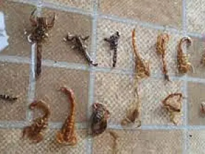 Epidemia de escorpiões assola Aquidauana: mais de 15 encontrados em uma única residência