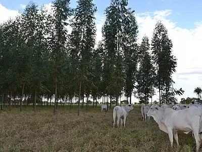 Mortes de gado em Mato Grosso do Sul alarmam produtores e autoridades durante onda de frio