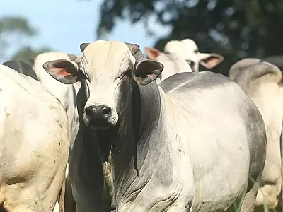 Desvalorização da arroba do gado impacta exportações de carne bovina em Mato Grosso do Sul