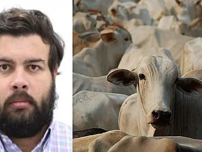 Polícia investiga suposto esquema de fraudes milionárias no mercado pecuário de MS
