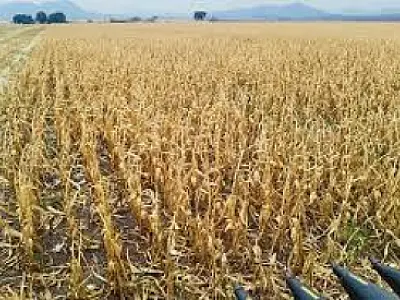 Mato Grosso do Sul registra alta de 68% na produtividade do milho