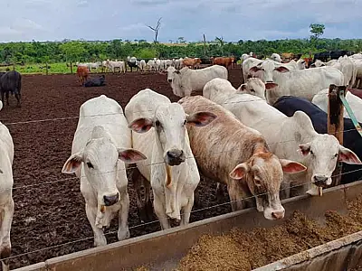 Parceria estratégica impulsiona o melhoramento genético na pecuária de Mato Grosso do Sul