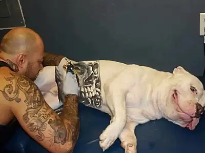 Governo sanciona lei que proíbe tatuagens e piercings em cães e gatos
