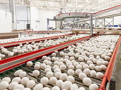 Expansão avícola impulsiona MS a projeção nacional na produção de ovos