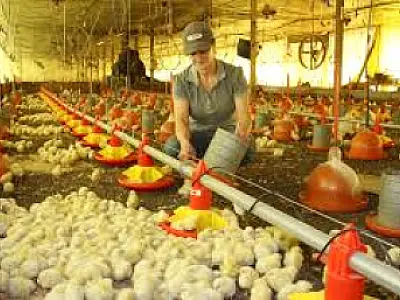 MS alcança recorde na avicultura e se consolida entre os maiores exportadores do Brasil