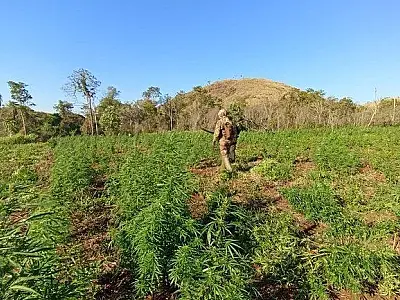 Polícia Paraguaia desmantela plantações de maconha destinadas ao tráfico para o Brasil