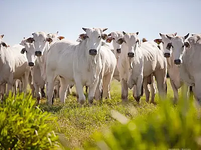Mato Grosso do Sul expande isenção de ICMS para raças híbridas