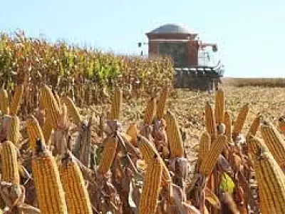 Produtores do sul de MS enfrentam nova frustração com a segunda safra de milho