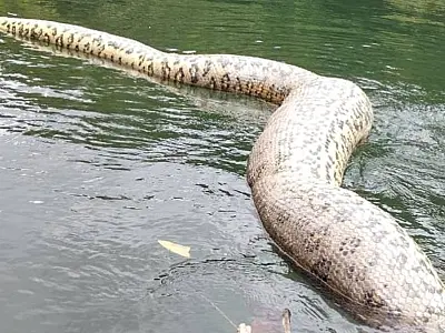 Sucuri gigante de nome Ana Júlia é encontrada morta