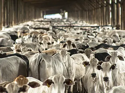Setor pecuário brasileiro registra avanços significativos no abate de bovinos em 2023
